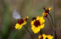 Gray Butterfly w flowers